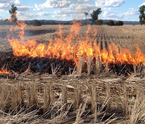 Crop residue burning and the loss of nutrients from fertilizers